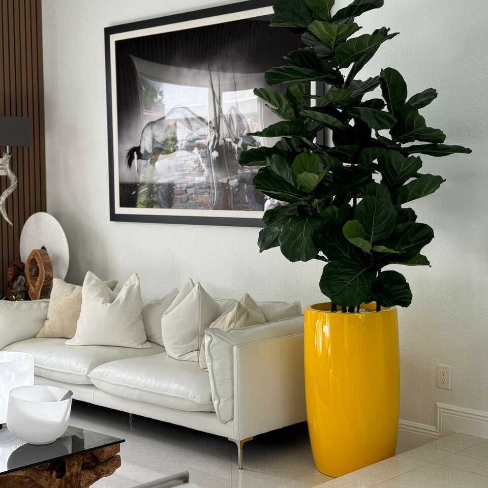 Luxury Artificial Fiddle Leaf Fig – Tall Gloss Navy Vase Edition